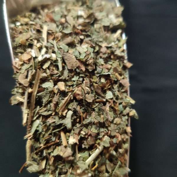 Wild Lettuce